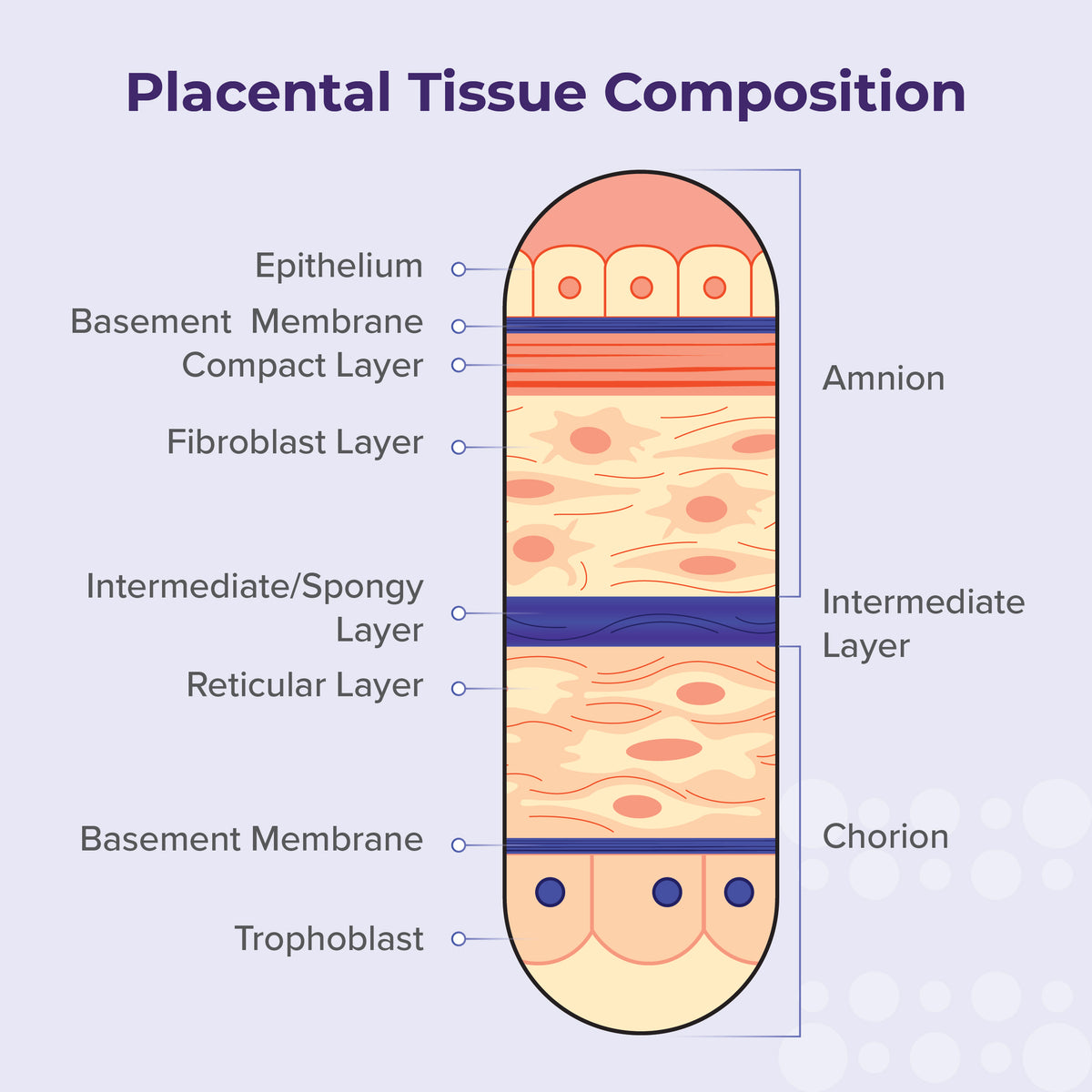 AmchoPlast | Dehydrated Amnion-Chorion Membrane Wound Cover – Cellution ...